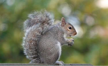 Squirrels